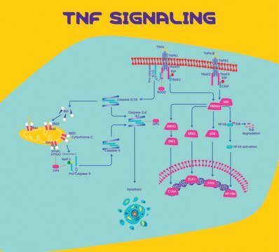 TNF-&#945; human Animal-component free, recombinant, expressed in E. coli, suitable for cell culture