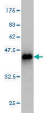 Monoclonal Anti-TTN antibody produced in mouse clone 4D8, purified immunoglobulin, buffered aqueous solution