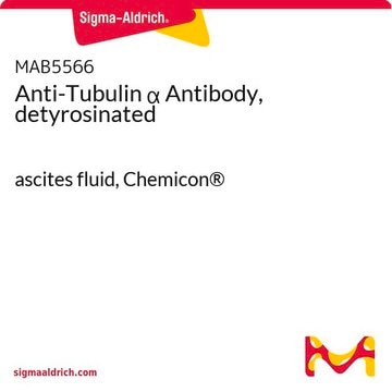 Anti-Tubulin-&#945;-Antikörper, detyrosiniert ascites fluid, Chemicon&#174;