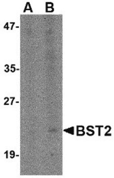 Anti-Bst2 antibody produced in rabbit affinity isolated antibody