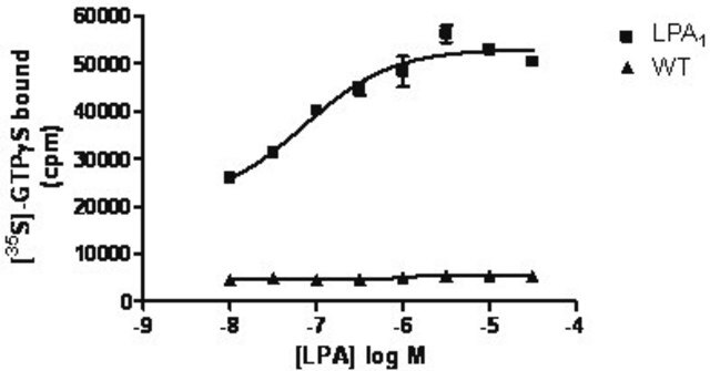 ChemiSCREEN Membrane Preparation Recombinant Human LPA1 Lysophospholipid Receptor Human LPA1 / EDG2 GPCR membrane preparation for GTP&#947;S binding Assays.