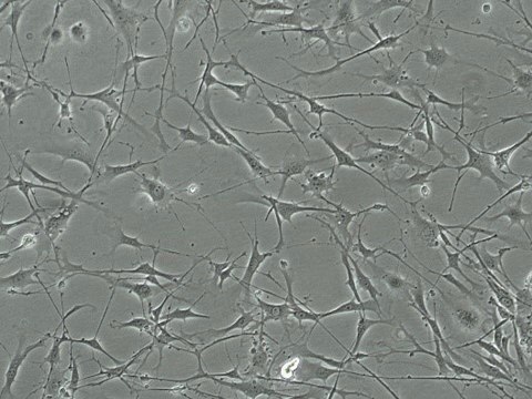 YUMM 1.3 Mouse Melanoma Cell Line