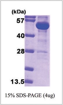 G6PD from E. coli recombinant, expressed in E. coli, &#8805;90% (SDS-PAGE)