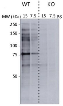 Anti-O-GlcNAc Antibody, clone CTD110.6 clone CTD110.6, from mouse