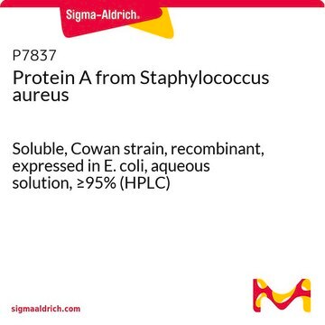 Protein&#160;A from Staphylococcus aureus Soluble, Cowan strain, recombinant, expressed in E. coli, aqueous solution, &#8805;95% (HPLC)