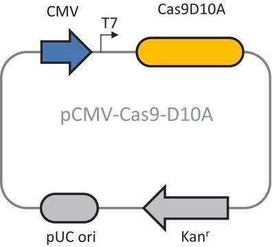 CRISPR Cas9-D10A Nickase Plasmid