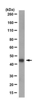 Anti-Gs protein Antibody, alpha subunit, clone N192/12 clone N192/12, from mouse