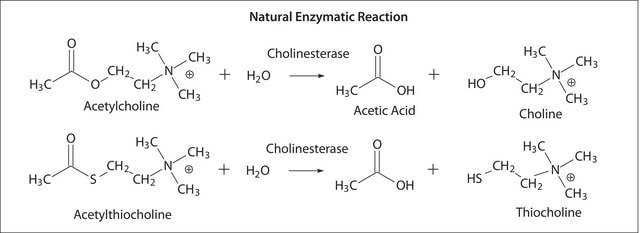 Butyrylcholinesterase aus Pferdeserum lyophilized powder, &#8805;500&#160;units/mg protein