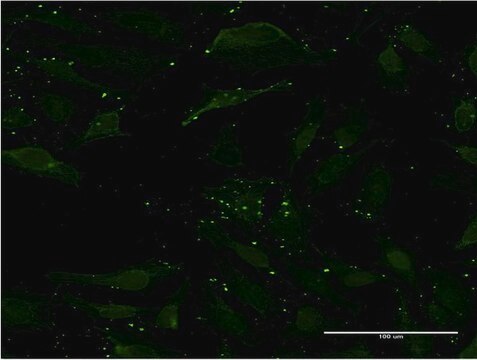 Monoclonal Anti-CCL17, (C-terminal) antibody produced in mouse clone 1F11, purified immunoglobulin, buffered aqueous solution