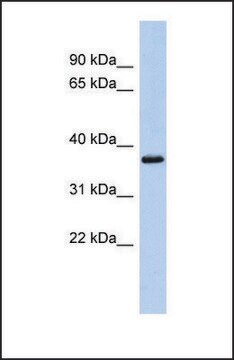 Anti-MBP affinity isolated antibody