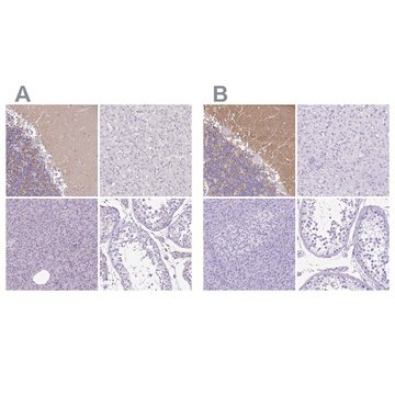 Anti-SYT1 antibody produced in rabbit Prestige Antibodies&#174; Powered by Atlas Antibodies, affinity isolated antibody, buffered aqueous glycerol solution