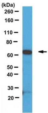 Anti-SOX9-Antikörper from rabbit, purified by affinity chromatography