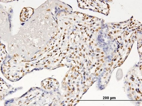 ANTI-RUNX2 antibody produced in mouse clone 6E1, purified immunoglobulin, buffered aqueous solution