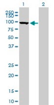 Monoclonal Anti-MFN1 antibody produced in mouse clone 3C9, purified immunoglobulin, buffered aqueous solution