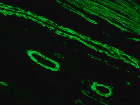 Anti-Mouse IgG (Fab specific)&#8722;FITC antibody produced in goat affinity isolated antibody, buffered aqueous solution