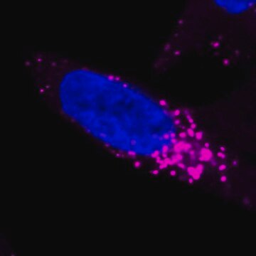 BioTracker&nbsp;NIR633 Lysosom-Farbstoff Live cell imaging dye for acidic cellular organelles such as lysosomes.