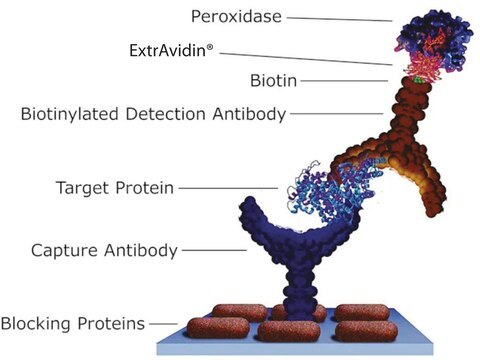 ExtrAvidin&#174;&#8722;Peroxidase buffered aqueous solution