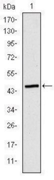 Monoclonal Anti-APOB antibody produced in mouse clone 6G6, ascites fluid