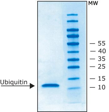 Ubiquitin recombinant, expressed in E. coli (N-terminal histidine tagged)