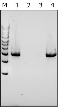 Lysostaphin from Staphylococcus staphylolyticus free of DNA contaminants, suitable for Microbiome research, lyophilized powder, &#8805;500&#160;units/mg protein