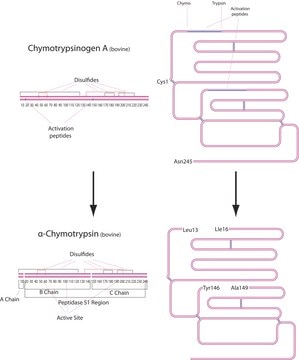 &#945;&#945;-Chymotrypsin aus Rinderpankreas Type II, lyophilized powder, &#8805;40&#160;units/mg protein