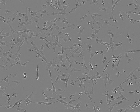 1321N1 Cell Line human from human brain(astrocytoma), 86030402