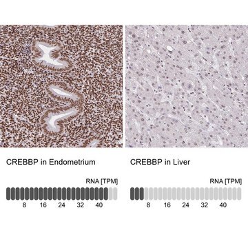 Anti-CREBBP antibody produced in rabbit Prestige Antibodies&#174; Powered by Atlas Antibodies, affinity isolated antibody, buffered aqueous glycerol solution