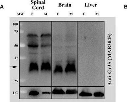 Anti-Connexin 35/36 Antibody, clone 8F6.2 clone 8F6.2, Chemicon&#174;, from mouse