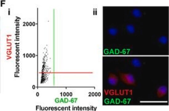 Anti-GAD67-Antikörper, Klon 1G10.2 clone 1G10.2, Chemicon&#174;, from mouse