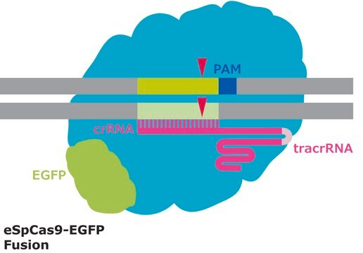 eSpCas9-GFP Protein from&nbsp;Streptococcus pyogenes with mutations conferring enhanced specificity, fused with enhanced GFP, recombinant, expressed in&nbsp;E. coli, 3X NLS