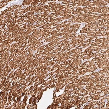 Anti-BBIP1 antibody produced in rabbit Prestige Antibodies&#174; Powered by Atlas Antibodies, affinity isolated antibody, buffered aqueous glycerol solution