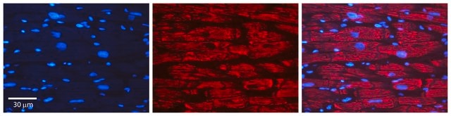 Anti-GAPDH affinity isolated antibody