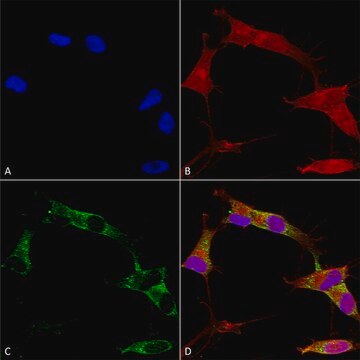 Monoclonal Anti-Vdac1 antibody produced in mouse clone S152B-23, purified immunoglobulin