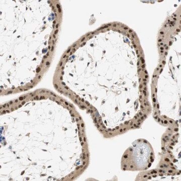 Anti-MSX2 antibody produced in rabbit affinity isolated antibody, buffered aqueous glycerol solution