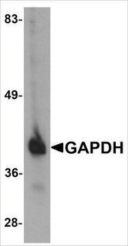 Anti-GAPDH antibody produced in chicken affinity isolated antibody, buffered aqueous solution