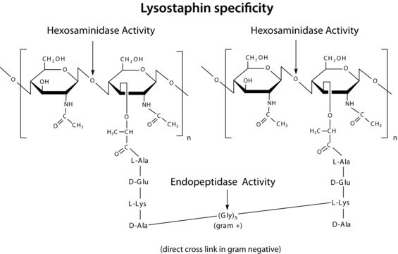 Lysostaphin from Staphylococcus staphylolyticus lyophilized powder, Protein 50-70&#160;% by biuret, &#8805;500&#160;units/mg protein