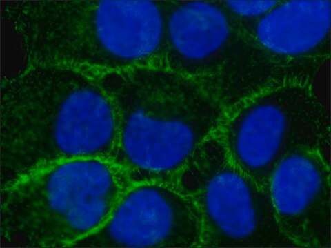 Anti-Ezrin antibody, Mouse monoclonal clone 3C12, purified from hybridoma cell culture