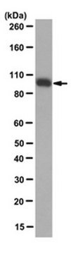 Anti-Isocitrat-Dehydrogenase&nbsp;1 (IDH1)-R132H-Antikörper, Klon HMab-1 clone HMab-1, from mouse