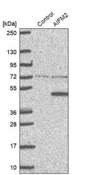 Anti-AIFM2 antibody produced in rabbit Prestige Antibodies&#174; Powered by Atlas Antibodies, affinity isolated antibody, buffered aqueous glycerol solution