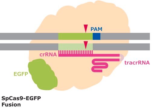 Cas9-GFP Protein from&nbsp;Streptococcus pyogenes, fused with enhanced GFP, recombinant, expressed in&nbsp;E. coli, 3X NLS