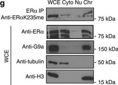 Anti-&#946;-Tubulin-Antikörper, monoklonaler Antikörper der Maus in Maus hergestellte Antikörper ~2.0&#160;mg/mL, clone AA2, purified from hybridoma cell culture