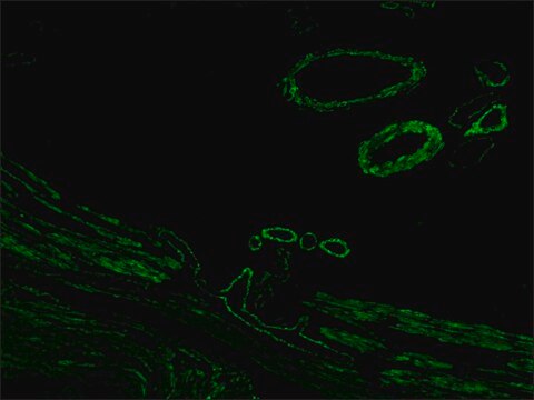 Anti-Mouse IgG (Fab specific)&#8722;FITC antibody produced in goat affinity isolated antibody, buffered aqueous solution