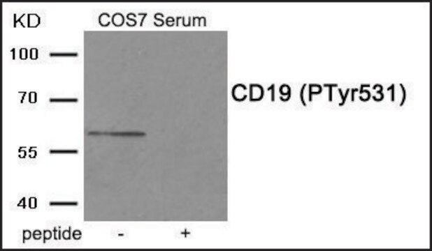 Anti-phospho-CD19 (pTyr531) antibody produced in rabbit affinity isolated antibody