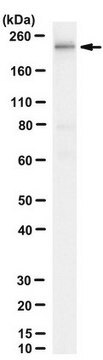 Anti-RNA Polymerase II Antibody, CTD Antibody, clone 8WG16 clone 8WG16, from mouse