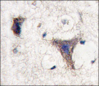 Anti-PSMA5 (N-term) antibody produced in rabbit Ig fraction of antiserum, buffered aqueous solution