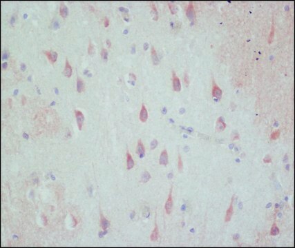 Anti-GABA antibody, Mouse monoclonal clone GB-69, purified from hybridoma cell culture