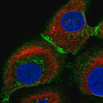 Anti-SLC16A1 antibody produced in rabbit affinity isolated antibody