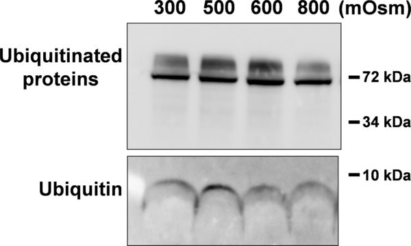 Anti-Ubiquitin Antibody, clone P4D1-A11 clone P4D1-A11, Upstate&#174;, from mouse