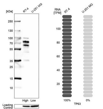 Monoclonal Anti-TP63 antibody produced in mouse Prestige Antibodies&#174; Powered by Atlas Antibodies, clone CL3748, purified immunoglobulin, buffered aqueous glycerol solution