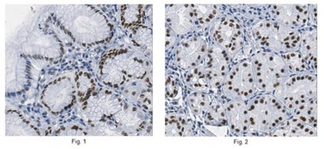 Anti-Co-Rest/RCOR1 Antibody, clone K72/8 clone K72/8, from mouse